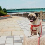 大阪で犬と一人暮らし！お散歩にオススメのエリアと物件探しの際の注意点とは